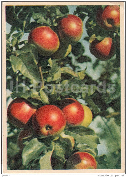 Apple Tree - apples - 1957 - Estonia USSR - unused - JH Postcards