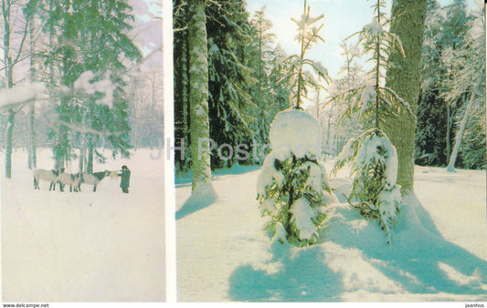 Belovezhskaya Pushcha National Park - Mongolian Wild Horses - Forest Edge - 1981 - Berarus USSR - unused - JH Postcards