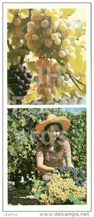 grape harvest at the farm - Gelendzhik - 1980 - Russia USSR - unused - JH Postcards