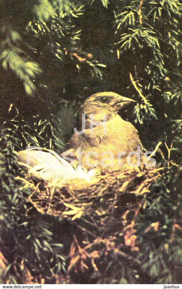 European greenfinch - Chloris chloris - birds - 1968 - Russia USSR - unused - JH Postcards