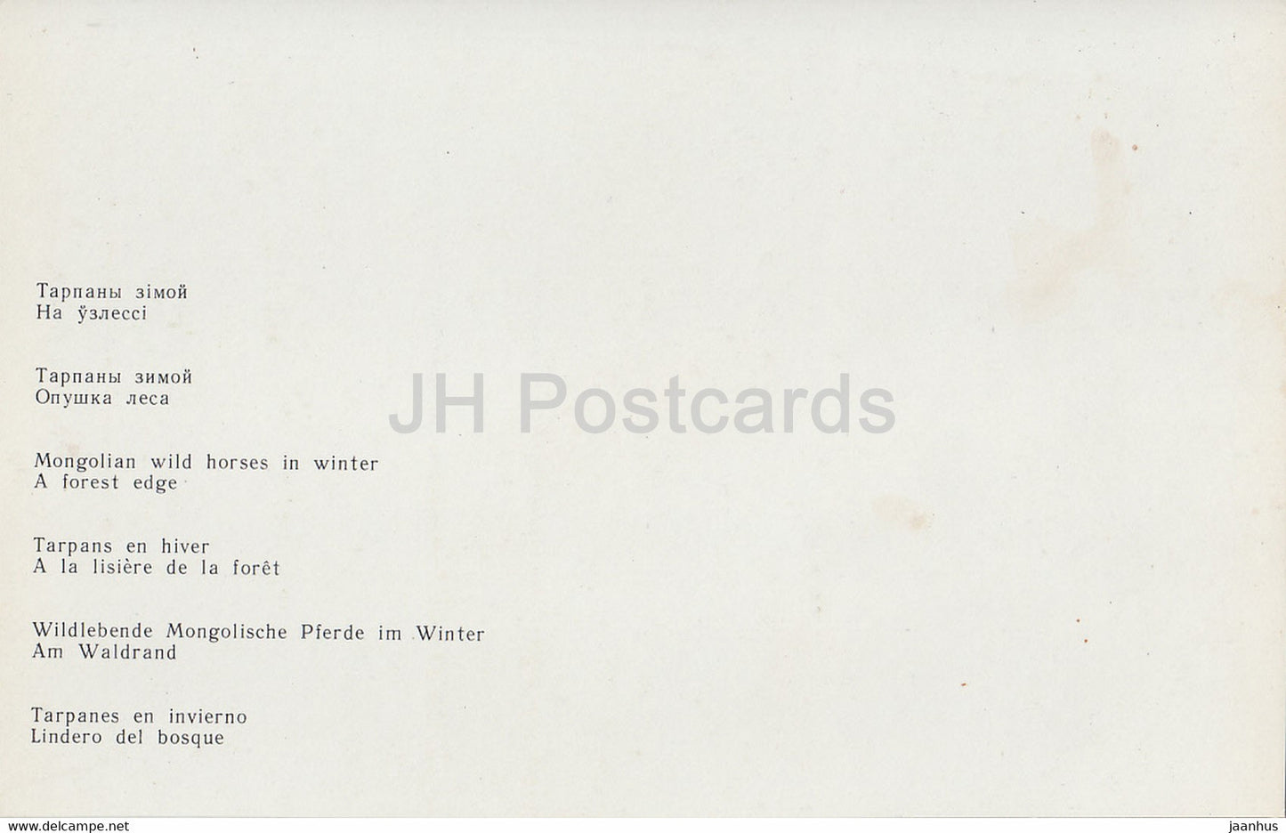 Belovezhskaya Pushcha National Park - Mongolian Wild Horses - Forest Edge - 1981 - Berarus USSR - unused