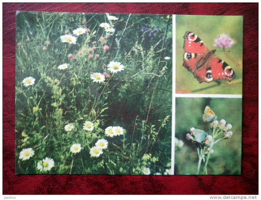 Estonian Nature - Summer meadow, butterfly - flowers - USSR - 1977 - unused - JH Postcards