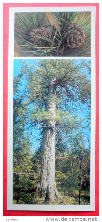 cedar tree - cones - Pechora-Ilych Nature Reserve - Komi Republic - 1982 - Russia USSR - unused - JH Postcards