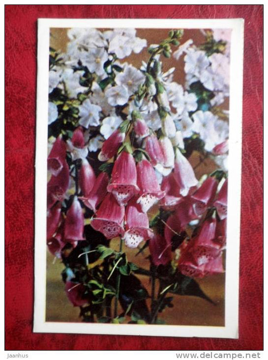 Fofglove - Digitalis - flowers - 1972 - Russia - USSR - unused - JH Postcards
