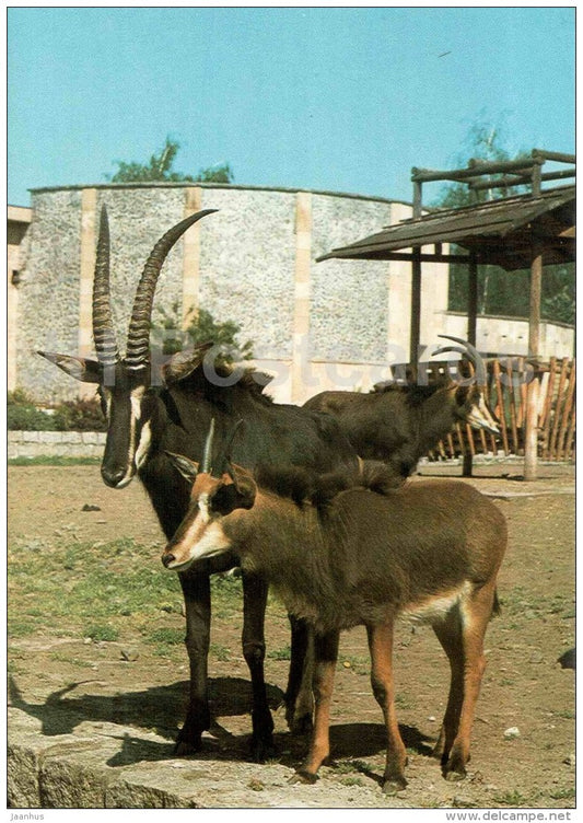 Sable antelope - Hippotragus niger - animal - Zoo Animals - Czehoslovakia - unused - JH Postcards