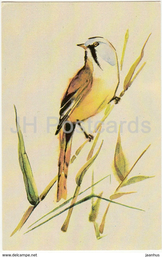 Bearded reedling - Panurus biarmicus - birds - animals - illustration - 1987 - Russia USSR - unused - JH Postcards