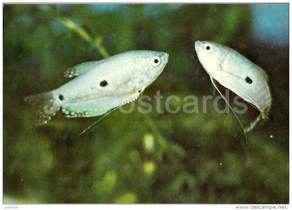 11 - Ornamental Fishes - old postcard - Vietnam - unused - JH Postcards
