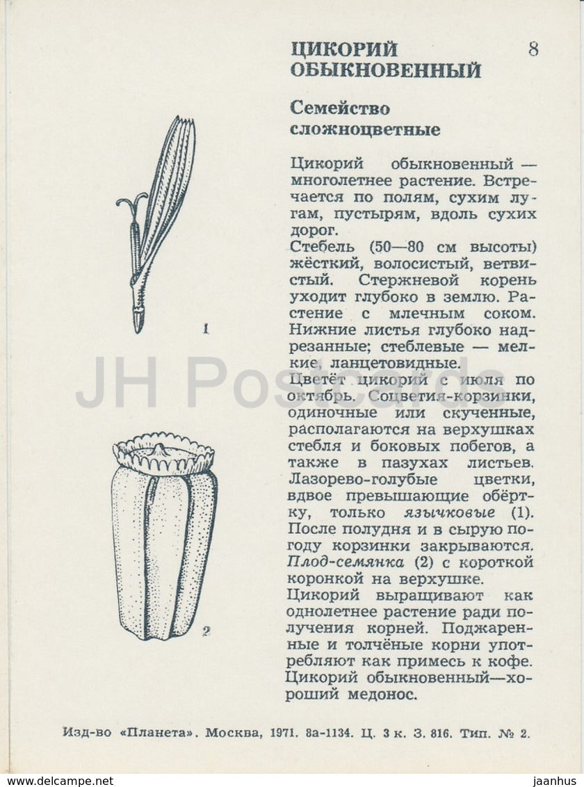 Chicorée - Cichorium intybus - Fleurs sauvages - 1971 - Russie URSS - inutilisé