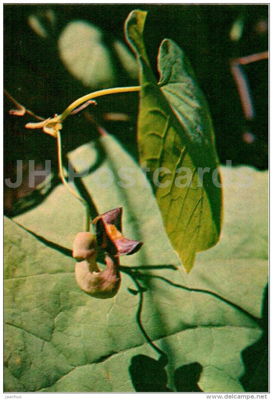 Manchurian Pipevine - Aristolochia manshuriensis - Endangered Plants of USSR - nature - 1981 - Russia USSR - unused - JH Postcards