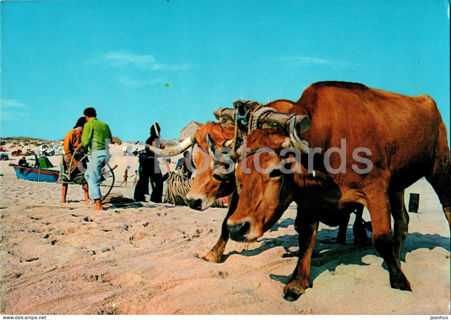 Praia de Mira - The Gathering of the Fishing Nets - bull - animals - 1500 - Portugal - unused - JH Postcards