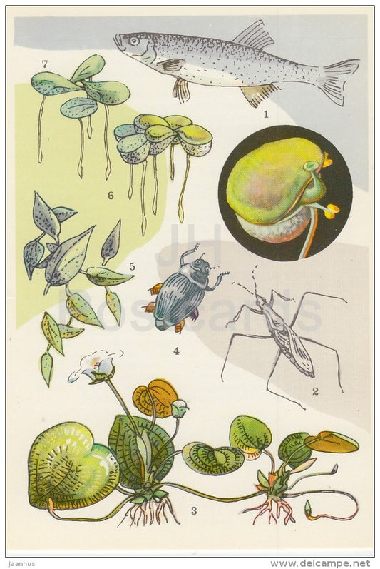 Leucaspius delineatus , fish - Whirligig beetle - Water striders - Life in Water - 1977 - Russia USSR - unused - JH Postcards