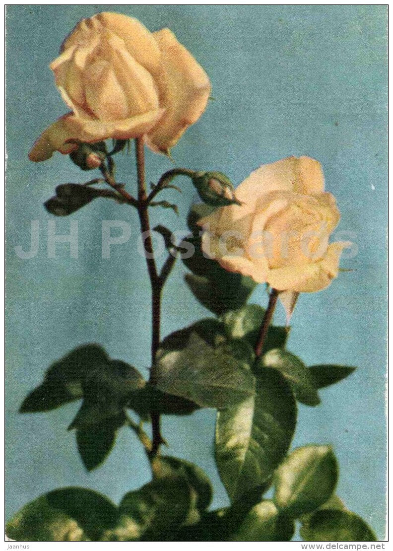 white roses Buccaneer - flowers - 1967 - Russia Estonia - unused - JH Postcards