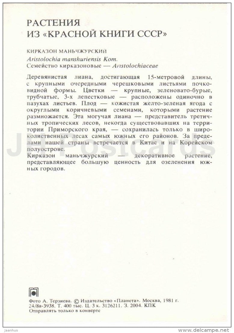Manchurian Pipevine - Aristolochia manshuriensis - Endangered Plants of USSR - nature - 1981 - Russia USSR - unused - JH Postcards