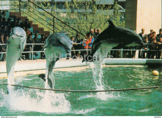 jumping over a horizontal bar in synchronism - dolphins - Oceanarium in Batumi - 1989 - Georgia USSR - unused - JH Postcards