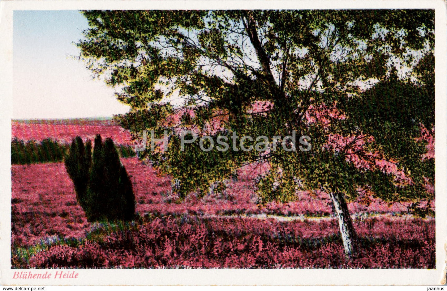 Bluhende Heide - old postcard - Germany - unused - JH Postcards
