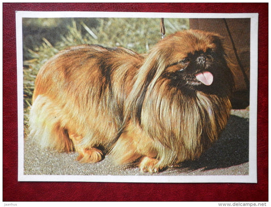 Pekingese - dogs - 1981 - Estonia USSR - used - JH Postcards