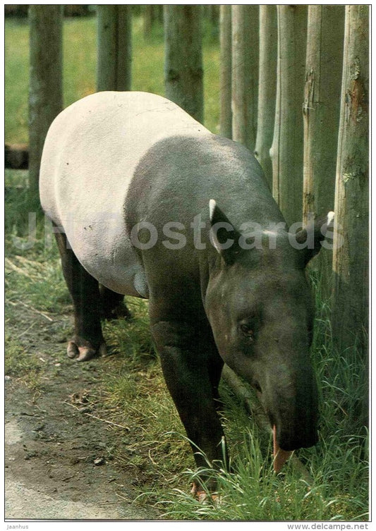 Malayan tapir - Tapirus indicus - animal - Zoo Animals - Czehoslovakia - unused - JH Postcards