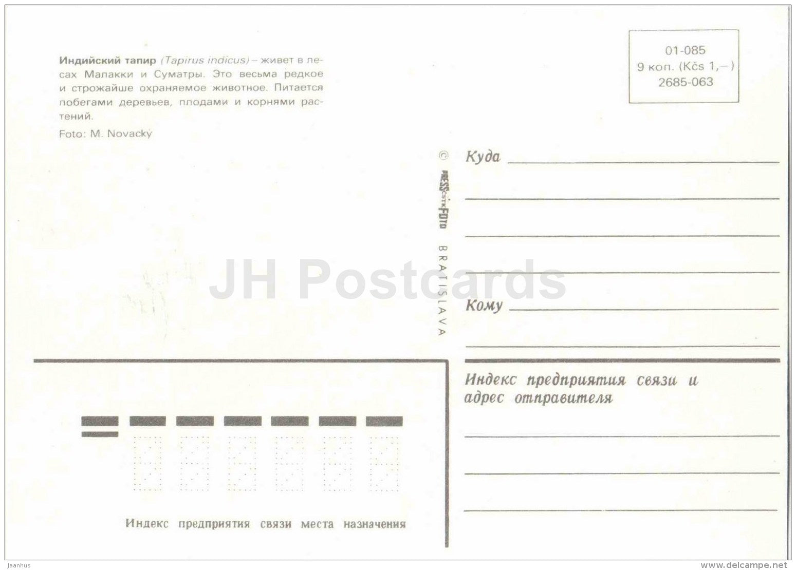 Malayan tapir - Tapirus indicus - animal - Zoo Animals - Czehoslovakia - unused - JH Postcards