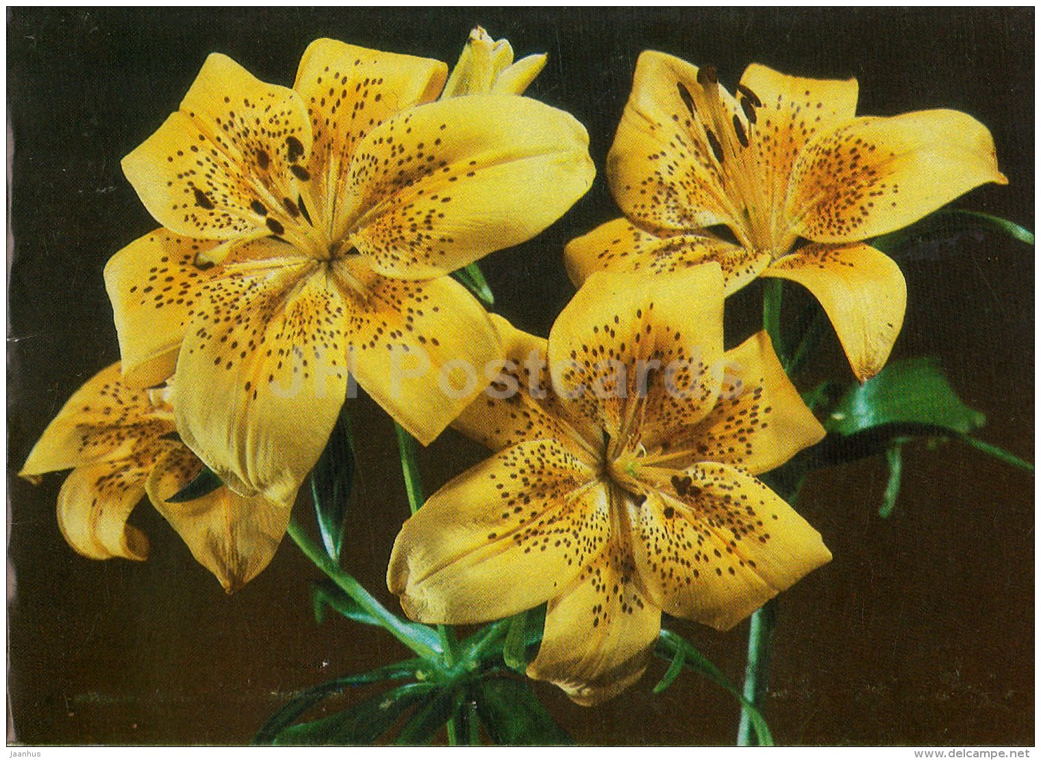 Yellow Lily - flowers - 1986 - Estonia USSR - used - JH Postcards