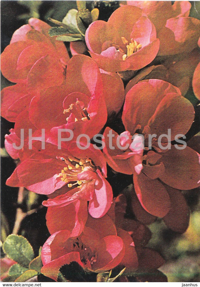 Pink Flowers - plants - Bulgaria - unused - JH Postcards