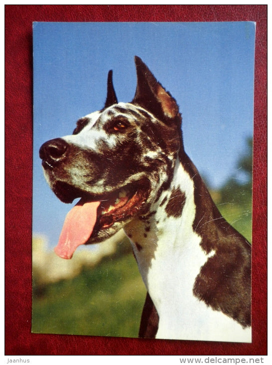 Dane - dogs - 1987 - Russia USSR - unused - JH Postcards
