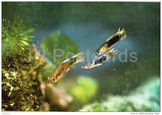 12 - Ornamental Fishes - old postcard - Vietnam - unused - JH Postcards