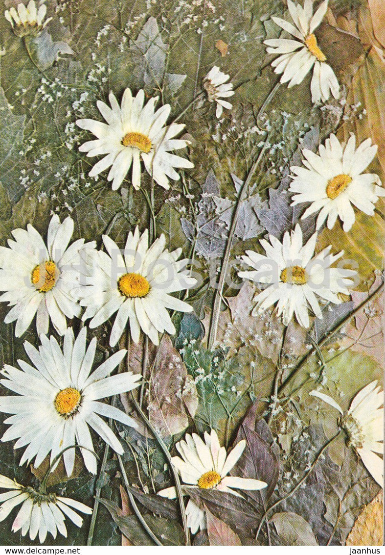 Daisy - Flower Art - 1971 - Russia USSR - unused - JH Postcards