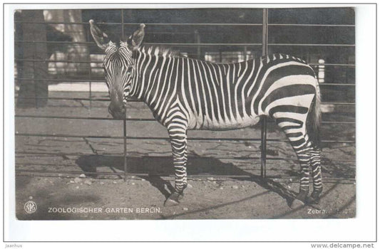Zebra - Zoologisher Garten Berlin - Berlin Zoo - NPG - old postcard - Germany - unused - JH Postcards