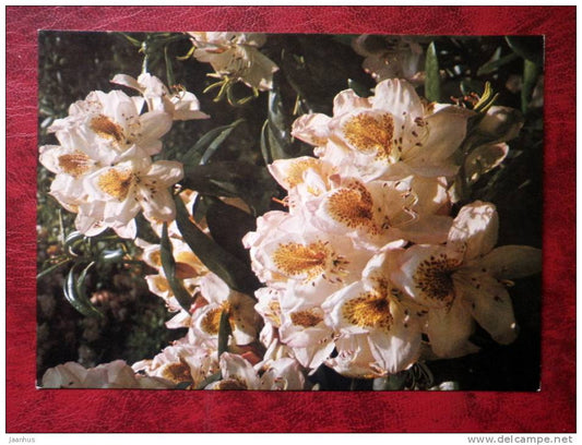 rhododendron - Picturatum -  flowers - Czechoslovakia - unused - JH Postcards
