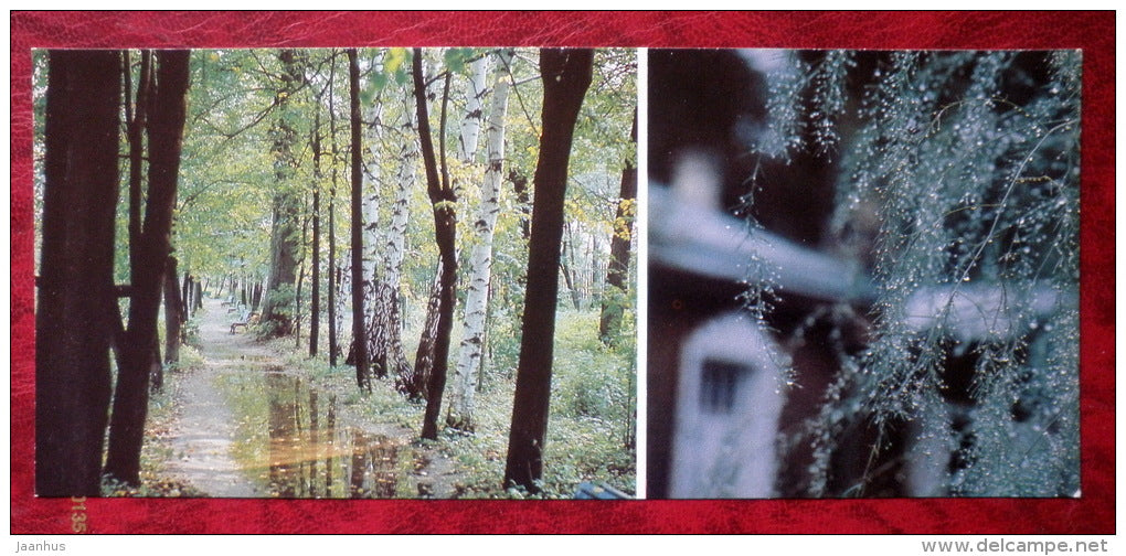 Anton Chekhov museum in Melikhovo - Melikhovo park after the storm - birches - 1984 - Russia - USSR - unused - JH Postcards