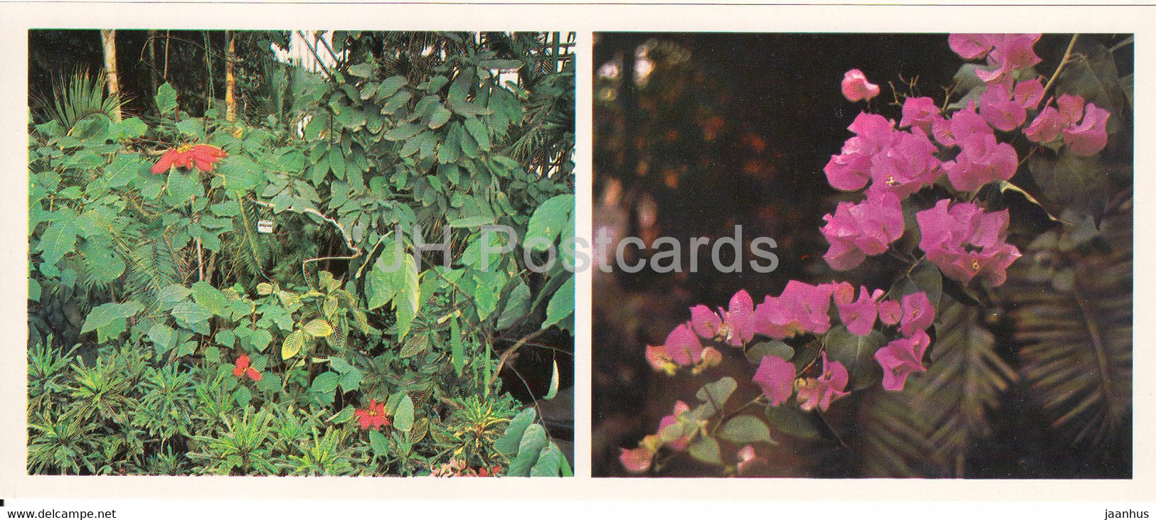 Bougainvillea - Siberian Botanical Garden - 1985 - Russia USSR - unused - JH Postcards