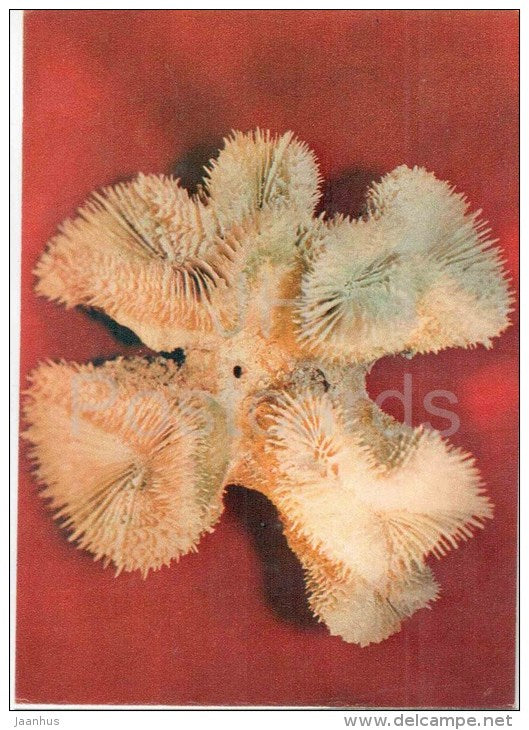 Spiny Flower Coral - Mussa angulosa - coral - 1975 - Russia USSR - unused - JH Postcards