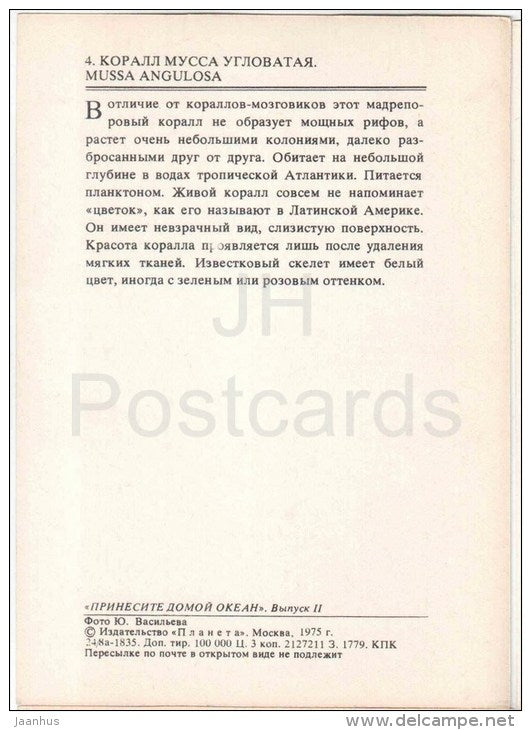 Spiny Flower Coral - Mussa angulosa - coral - 1975 - Russia USSR - unused - JH Postcards