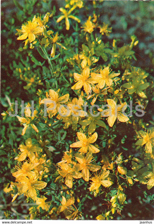 Perforate St John's-wort - Hypericum perforatum - Medicinal Plants - 1981 - Russia USSR - unused - JH Postcards