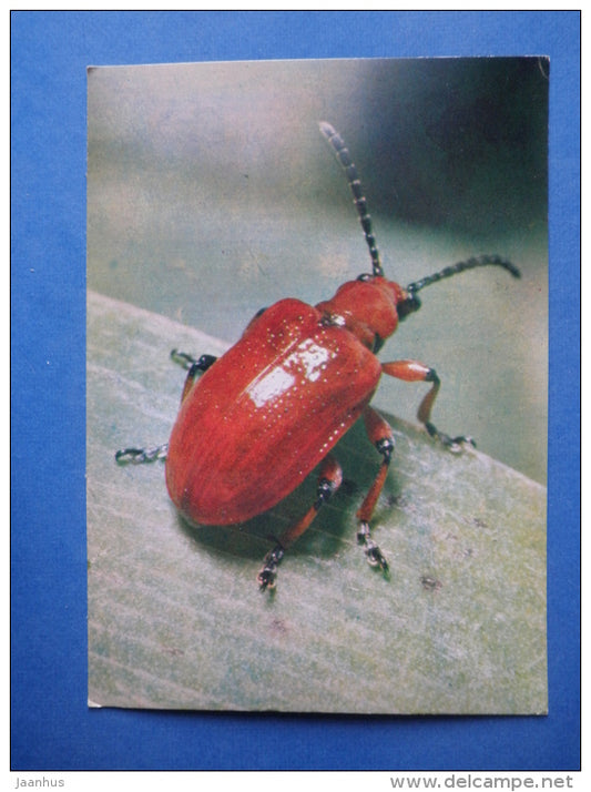 Shining leaf Beetle - Lilioceris merdigera - beetle - insects - 1980 - Russia USSR - unused - JH Postcards