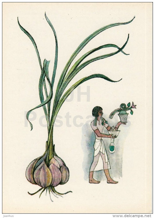 Garlic - Spice Plants - 1983 - Russia USSR - unused - JH Postcards
