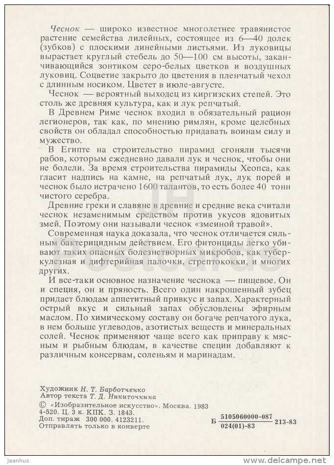 Garlic - Spice Plants - 1983 - Russia USSR - unused - JH Postcards