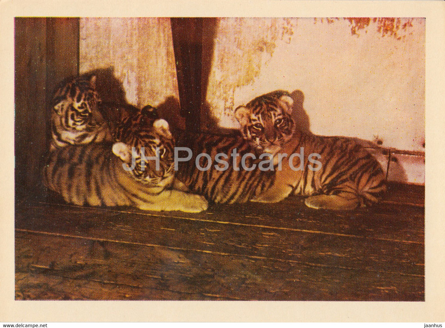 Riga Zoo - Bengal Tiger - Panthera tigris tigris - Latvia USSR - unused - JH Postcards