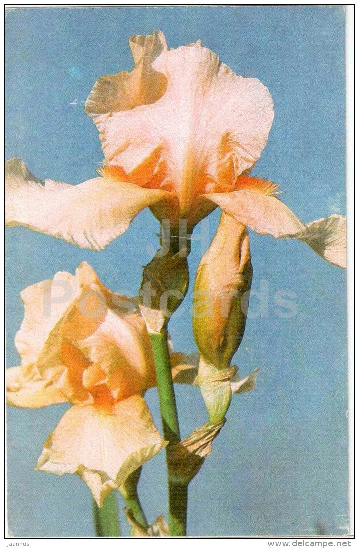 yellow iris - flowers - 1986 Russia USSR - unused - JH Postcards