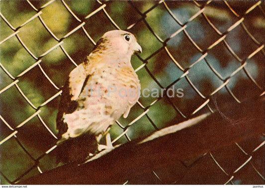 Common kestrel - Falco tinnunculus - birds - Riga Zoo - old postcard - Latvia USSR - unused - JH Postcards