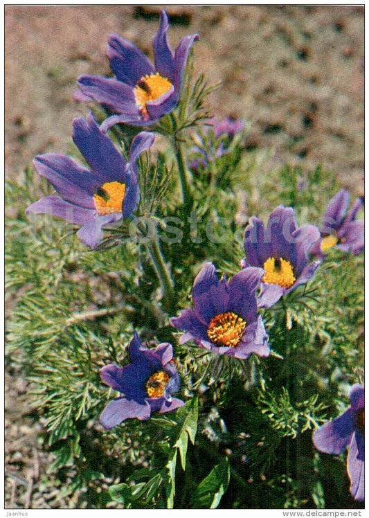 Spring Pasqueflower - Pulsatilla vernalis - Endangered Plants of USSR - nature - 1981 - Russia USSR - unused - JH Postcards