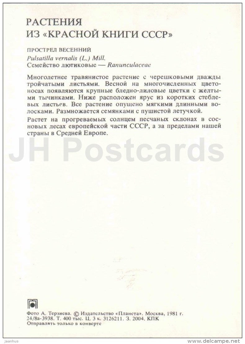 Spring Pasqueflower - Pulsatilla vernalis - Endangered Plants of USSR - nature - 1981 - Russia USSR - unused - JH Postcards