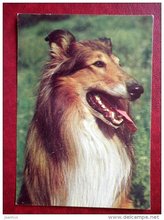 Collie - dogs - 1987 - Russia USSR - unused - JH Postcards