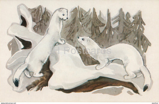 Stoat - Mustela erminea - illustration - Polar Animals - 1972 - Russia USSR - unused - JH Postcards