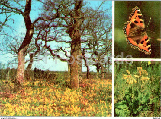 Small tortoiseshell - Aglais urticae - The Cowslip - Primula veris - butterfly - plants - 1977 - Estonia USSR - unused - JH Postcards