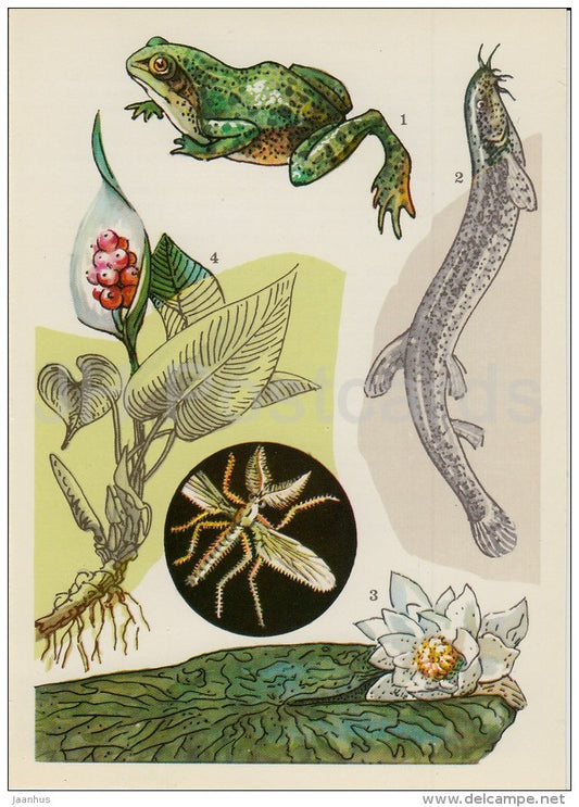 Pool frog - Misgurnus - white water lily - Callalily - Life in Water - 1977 - Russia USSR - unused - JH Postcards