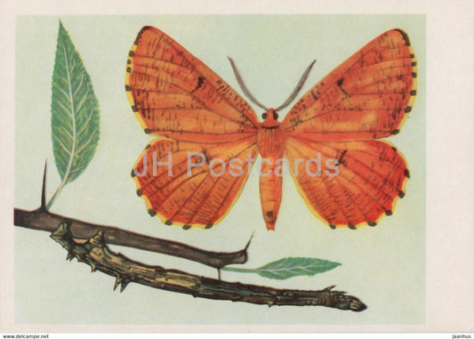Szyplec leszczyniak - Angerona prunaria - moth - insects - illustration - Poland - unused - JH Postcards