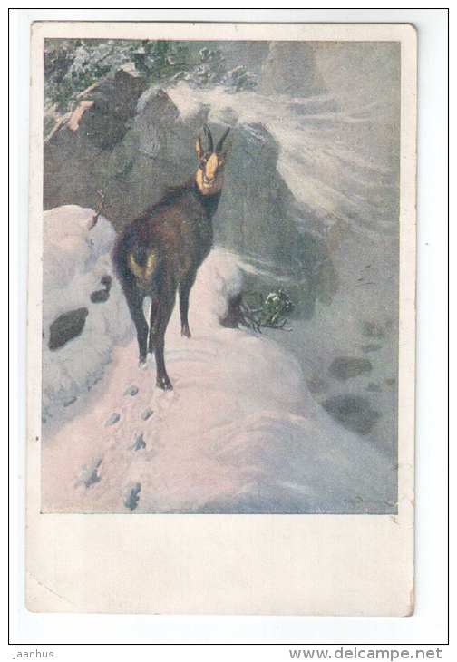 illustration - Chamois - old postcard - circulated in Estonia 1931 Rakvere - used - JH Postcards