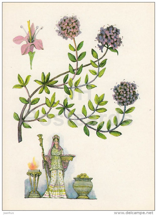 Thyme - Spice Plants - 1983 - Russia USSR - unused - JH Postcards
