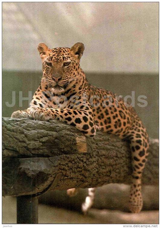 Leopard - Panthera pardus - animal - Zoo Animals - Czehoslovakia - unused - JH Postcards